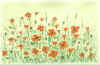 mohnwiese.jpg (39073 Byte)