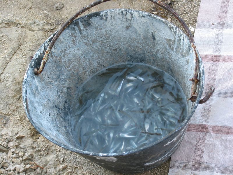 015bibinje-zadar.jpg (129144 Byte)